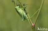 Upland Green Bush-cricket (Tettigonia cantans)