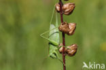 Kleine groene sabelsprinkhaan (Tettigonia cantans)