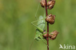 Kleine groene sabelsprinkhaan (Tettigonia cantans)