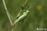 Kleine groene sabelsprinkhaan (Tettigonia cantans)