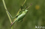 Upland Green Bush-cricket (Tettigonia cantans)