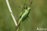 Kleine groene sabelsprinkhaan (Tettigonia cantans)