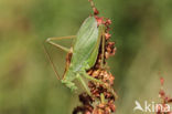 Kleine groene sabelsprinkhaan (Tettigonia cantans)