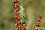 Upland Green Bush-cricket (Tettigonia cantans)