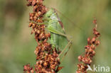 Kleine groene sabelsprinkhaan (Tettigonia cantans)