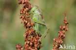 Kleine groene sabelsprinkhaan (Tettigonia cantans)