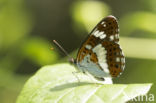 White Admiral (Limenitis camilla)