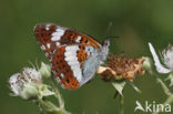 White Admiral (Limenitis camilla)
