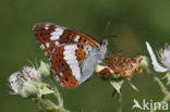 Kleine IJsvogelvlinder (Limenitis camilla)