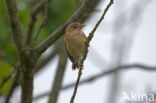 Kleine Karekiet (Acrocephalus scirpaceus)