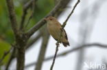 Kleine Karekiet (Acrocephalus scirpaceus)