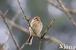 Kleine Karekiet (Acrocephalus scirpaceus)