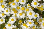 Swamp Marguerite (Leucanthemum paludosum)