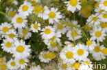 Swamp Marguerite (Leucanthemum paludosum)