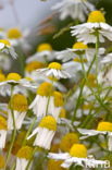 Swamp Marguerite (Leucanthemum paludosum)