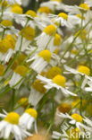 Kleine margriet (Leucanthemum paludosum)