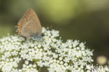 Sloe Hairstreak (Satyrium acaciae)