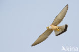 Lesser kestrel (Falco naumanni)