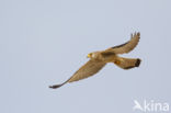 Lesser kestrel (Falco naumanni)