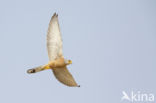 Lesser kestrel (Falco naumanni)