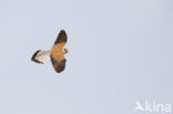 Lesser kestrel (Falco naumanni)