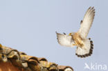 Lesser kestrel (Falco naumanni)