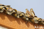 Lesser kestrel (Falco naumanni)