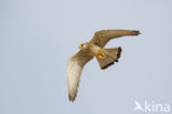 Lesser kestrel (Falco naumanni)