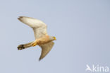 Lesser kestrel (Falco naumanni)