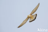 Lesser kestrel (Falco naumanni)