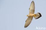 Lesser kestrel (Falco naumanni)