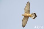 Lesser kestrel (Falco naumanni)