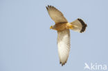 Lesser kestrel (Falco naumanni)