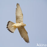 Lesser kestrel (Falco naumanni)