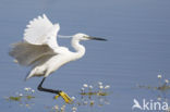 Kleine Zilverreiger (Egretta garzetta)