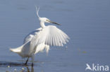 Kleine Zilverreiger (Egretta garzetta)