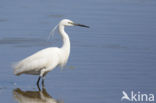 Kleine Zilverreiger (Egretta garzetta)