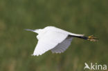 Kleine Zilverreiger (Egretta garzetta)