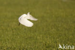 Kleine Zilverreiger (Egretta garzetta)