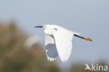 Kleine Zilverreiger (Egretta garzetta)