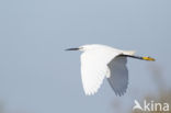 Kleine Zilverreiger (Egretta garzetta)