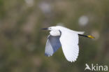 Kleine Zilverreiger (Egretta garzetta)