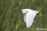 Kleine Zilverreiger (Egretta garzetta)