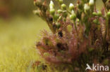 Oblong-leaved Sundew (Drosera intermedia)