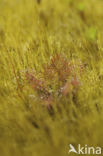 Oblong-leaved Sundew (Drosera intermedia)