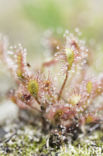 Oblong-leaved Sundew (Drosera intermedia)