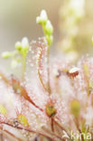 Oblong-leaved Sundew (Drosera intermedia)