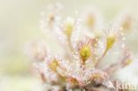 Oblong-leaved Sundew (Drosera intermedia)