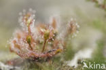 Oblong-leaved Sundew (Drosera intermedia)