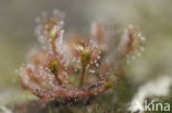 Oblong-leaved Sundew (Drosera intermedia)